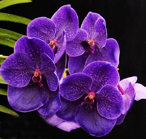 Vanda Robert Delight 'Ink Star'