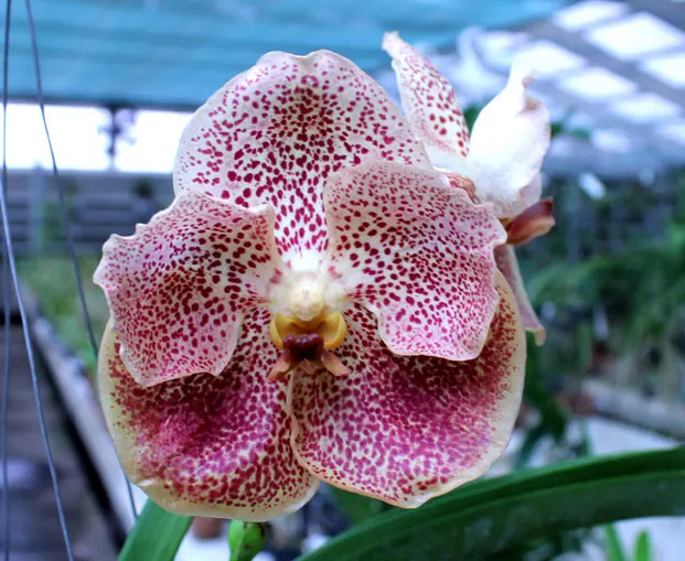 Vanda Adisak Happiness
