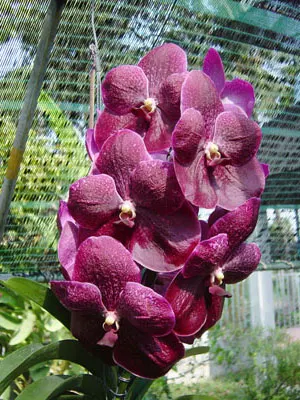 Vanda Robert Delight '#358'