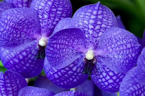Vanda Chulee x Pak Chong Blue