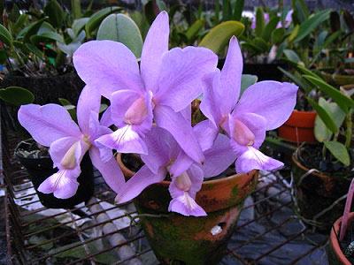Cattleya nobilior coerulea 'Pledge' x 'Buna Blue'