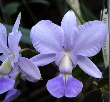 Cattleya walkeriana 'Edward' x nobilior coerulea 'Pledge'
