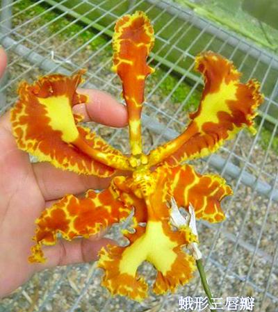 Psychopsis Mariposa Three Lip