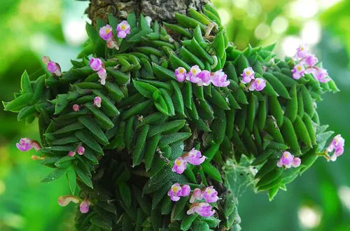 Schoenorchis scolopendria