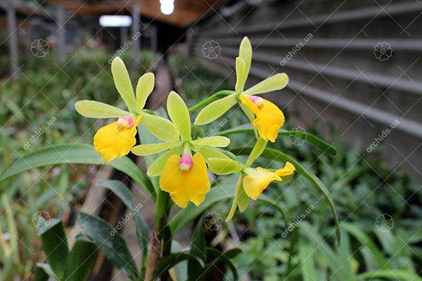Epicattleya Rene Marques x Potinara Free Spirit