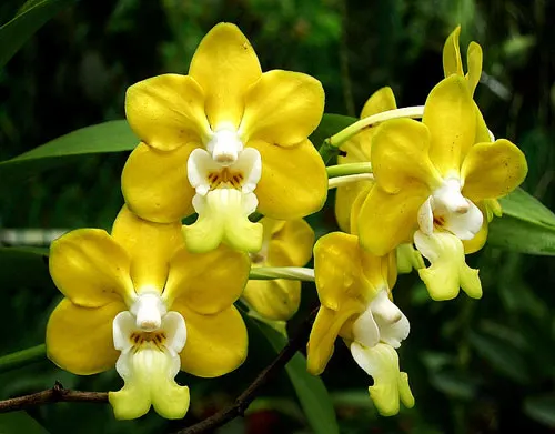 Vanda denisoniana Yellow Shinetorn