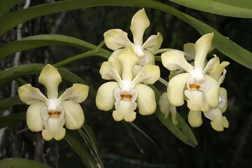 Vanda denisoniana Cream Shinetorn