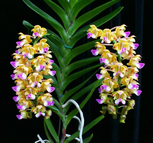 Aerides houlletiana