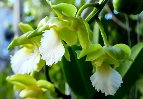 Christensonia vietnamica x Aerides houlletiana