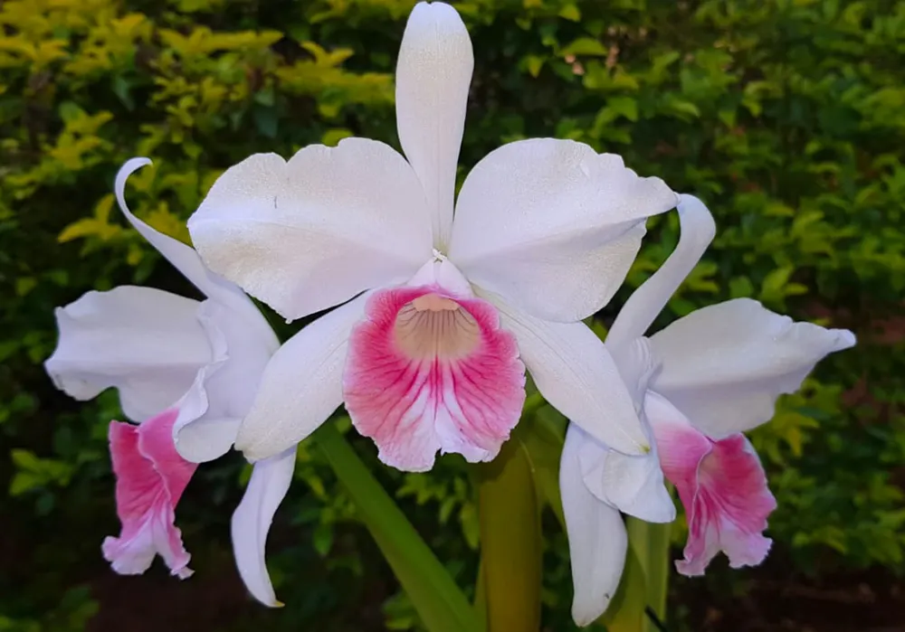 Laelia purpurata carnea