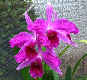 Laelia purpurata sanguinea x flamea