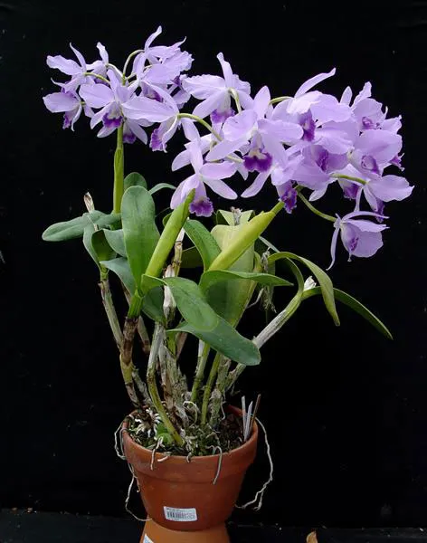 Cattleya Portia coerulea 'Sir Jeremiah Colman'
