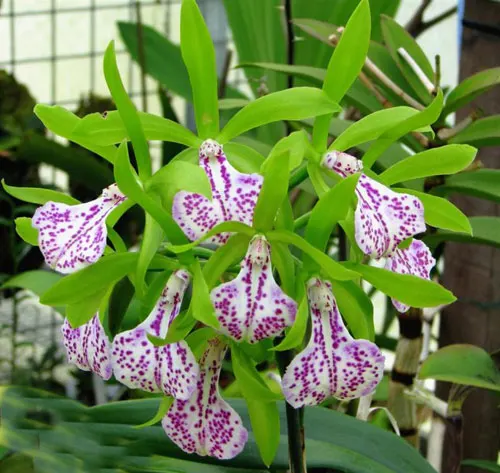 Brassocattleya Binosa 'Wabash Valley'