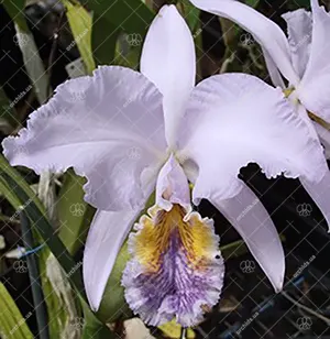 Cattleya mossiae var coerulea