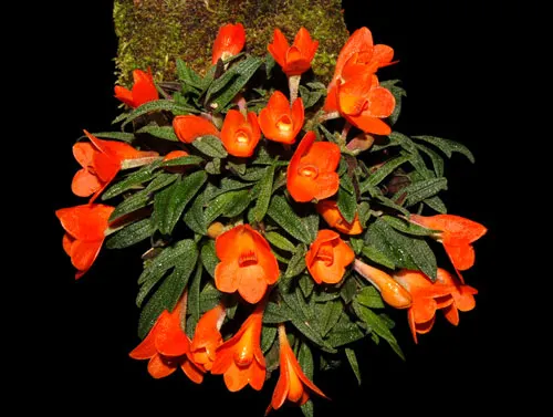 Dendrobium cuthbertsonii
