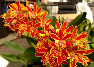 Epicatanthe Gold Coast