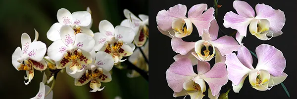Phalaenopsis x amphitrite (stuartiana x sanderiana)