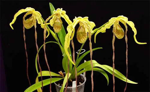 Phragmipedium caudatum