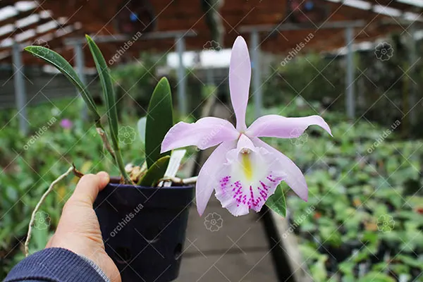 Rhynchobrassoleya Chief Cindy 'Perfume'