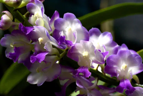 Rhynchorides Memoria Suranaree (Aerides lawrenceae x Rhynchostylis coelestis)