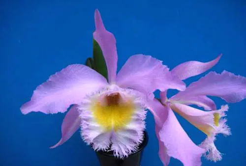 Rhyncholaeliocattleya (King Harold x Monroe Walk)