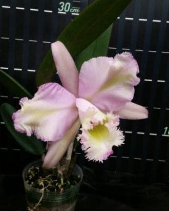 Rhyncholaeliocattleya King Harold x intermedia