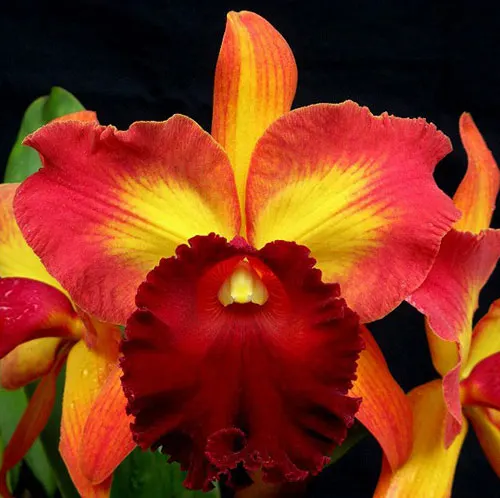 Rhyncholaeliocattleya Kuan Miao Chen
