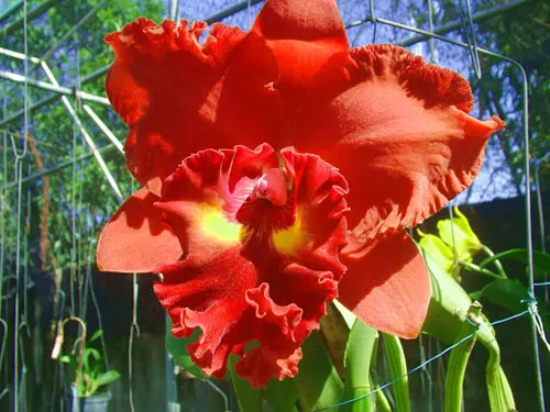 Rhyncholaeliocattleya Suriyon Sunset