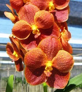 Vanda Kultana Papion