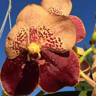 Vanda Jiraprapa - Davarak x Butterfly