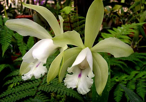 Cattleya intermedia 'Sonia'