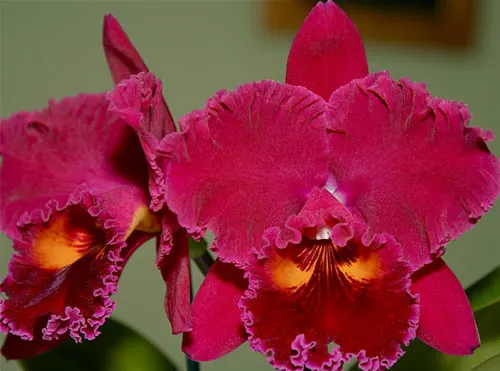 Brassolaeliocattleya Sanyung Ruby 'King Kong'