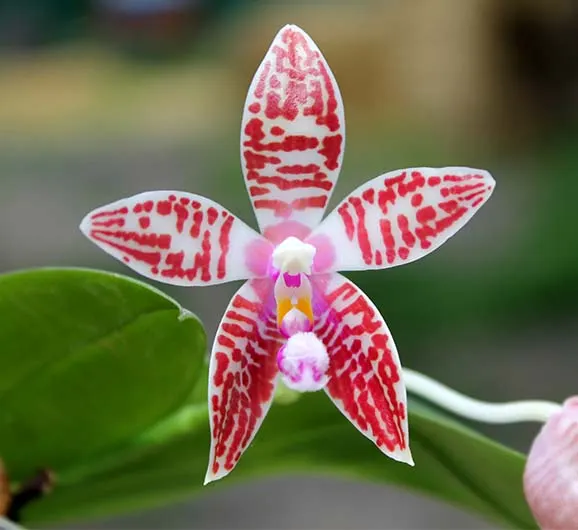 Phalaenopsis Chienlung Corningosa