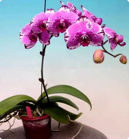 Phalaenopsis I-Lan Cat
