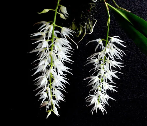 Warmingia eugenii