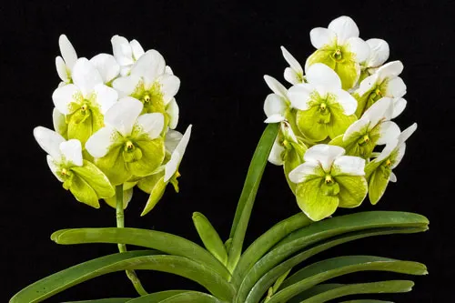 Vanda sanderiana alba