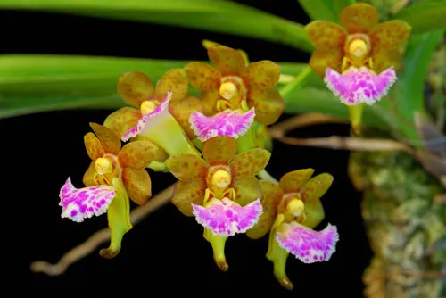 Vanda flabellata