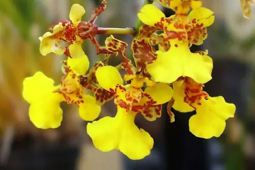 Trichocentrum cebolleta