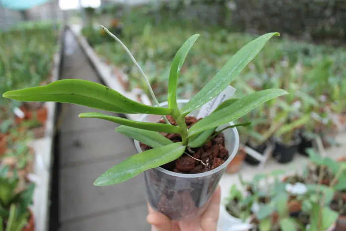 Thrixspermum leucarachne