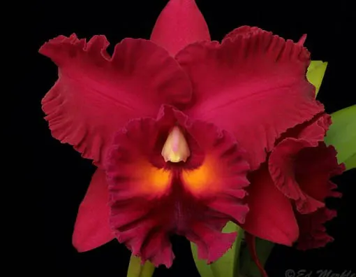 Brassolaeliocattleya Owen Holmes 'Mendenhall'