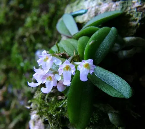 Schoenorchis seidenfadenii