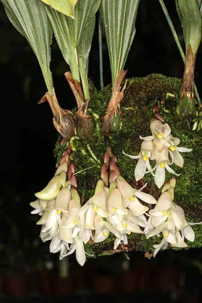 Schlimmia condorana