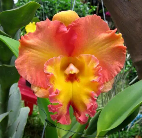 Rhyncholaeliocattleya Chomthong Fancy