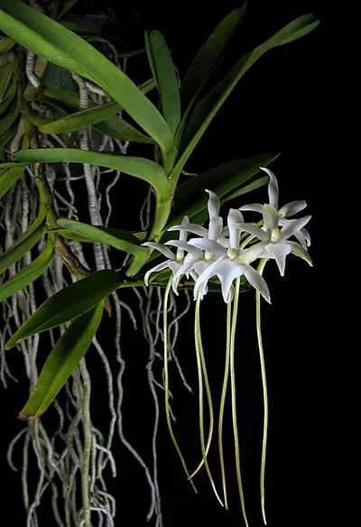 Rangaeris amaniensis