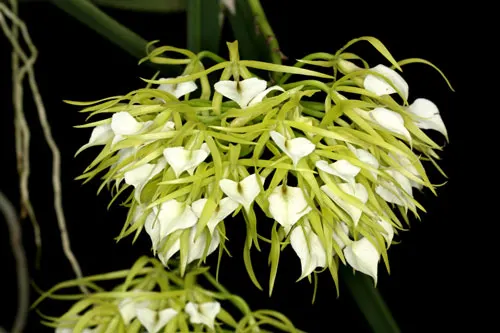 Brassavola nodosa 'Panama Soiree'