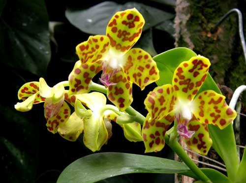 Hygrochilus parishii