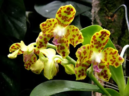 Hygrochilus parishii