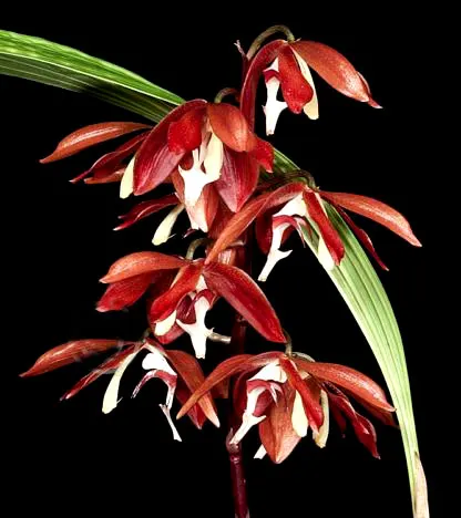 Houllinia (Houlletia odoratissima x Paphinia neudeckeri)