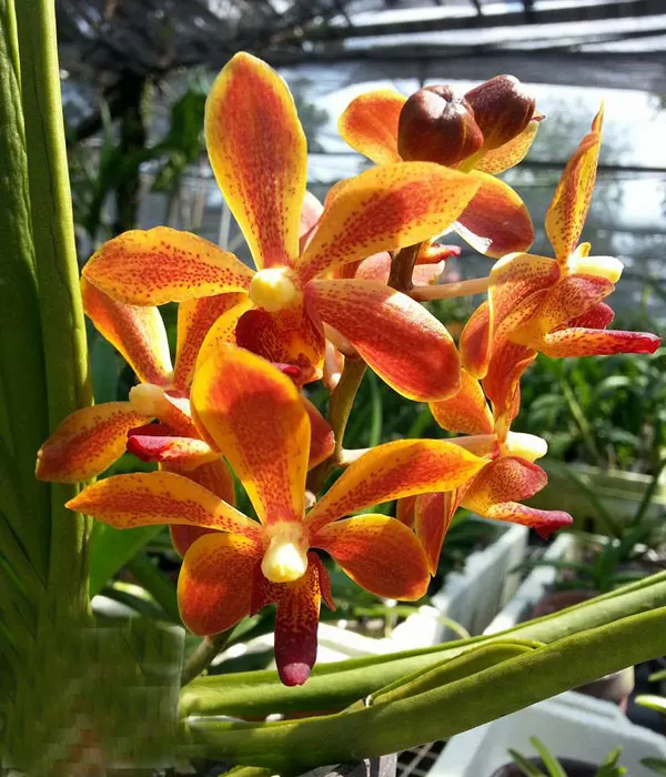 Paraphalaenopsis labukensis x Vanda denisoniana