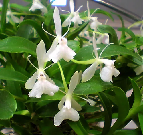 Epidendrum difforme white